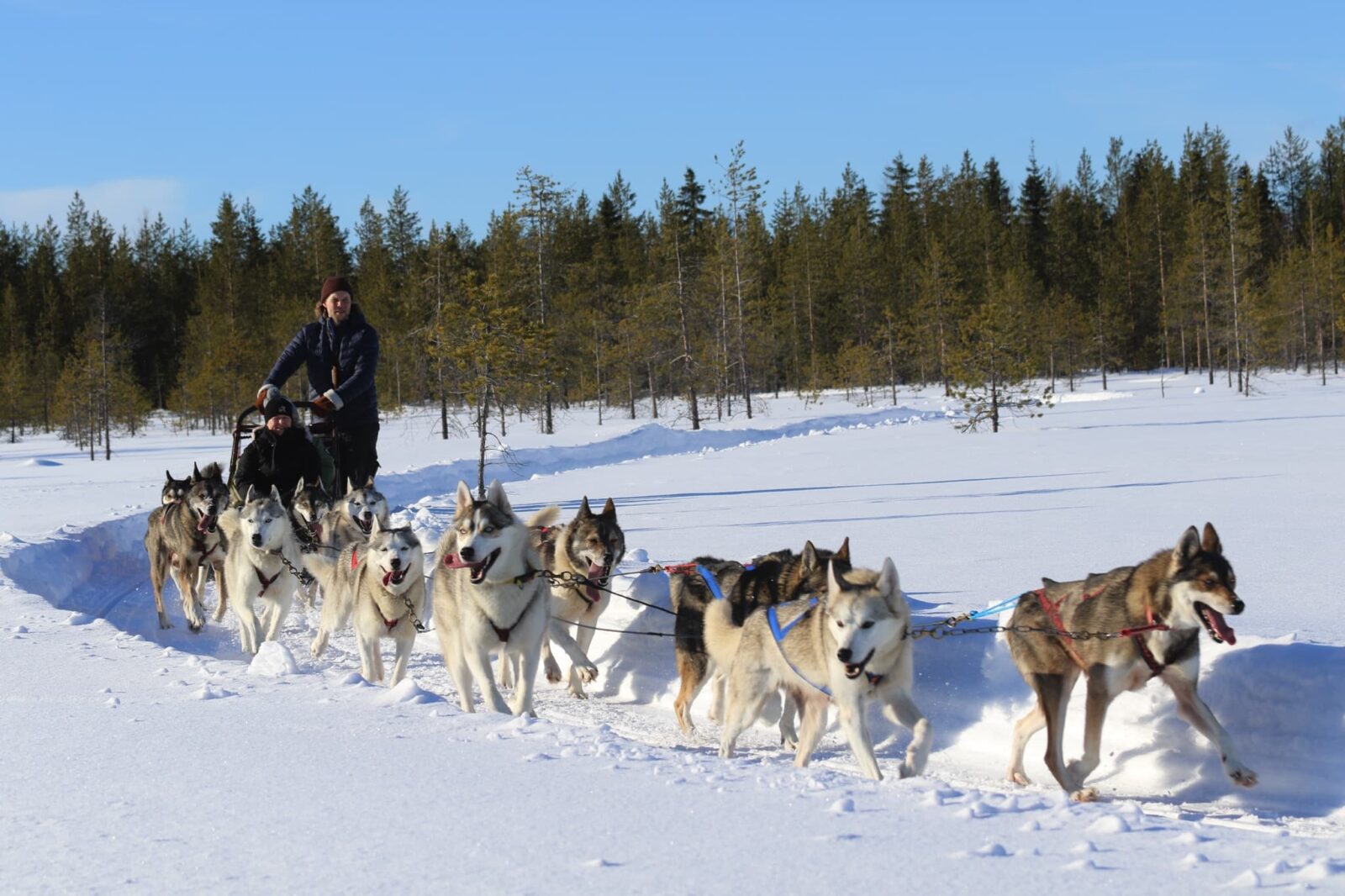 Husky ride (LIFE2027 activity)